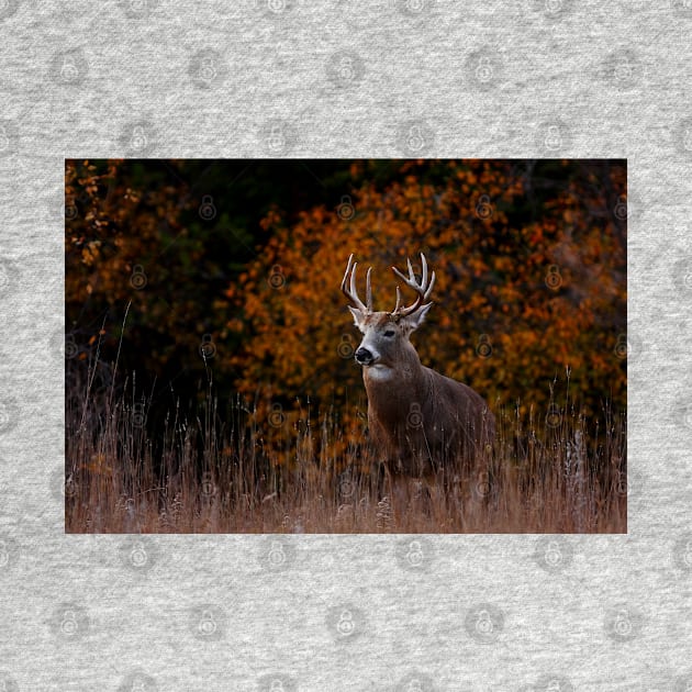 Early fall rut - White-tailed Deer by Jim Cumming